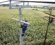 PR Trifásico concluiu 2,8 mil quilômetros de novas redes . Foto: Copel