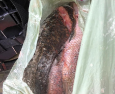 O Instituto Água e Terra (IAT) de Ponta Grossa, junto com o 3° pelotão da Polícia Ambiental de Telêmaco Borba, realizaram nessa terça-feira (19) operação contra pesca ilegal em uma pousada no município de Ortigueira.  -  Foto: Divulgação SEDEST