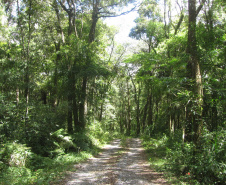 O Governo do Paraná destinou R$ 701.013,90 às 20 Reservas Particulares de Patrimônio Natural (RPPNs) inscritas no Edital nº 01/2018 do Programa Pagamento por Serviços Ambientais (PSA).  - Foto: Tereza Hoffmann / IAT