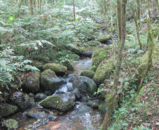 O Governo do Paraná destinou R$ 701.013,90 às 20 Reservas Particulares de Patrimônio Natural (RPPNs) inscritas no Edital nº 01/2018 do Programa Pagamento por Serviços Ambientais (PSA).  - Foto: Tereza Hoffmann / IAT