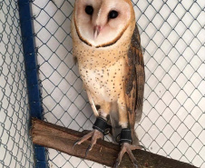 Animais silvestres estão sendo cada vez mais procurados para se ter em casa. A equipe da Fauna do IAT resgatou na última quarta-feira (3) uma coruja que apareceu no 7º andar de um apartamento no Centro de Curitiba. A coruja da espécie Tyto furcata, conhecida como Coruja-das-torres, possuía anilhas. Na foto, a coruja chamada Raja e seu tutor Alisson. Curitiba, 05/02/2021  -  Foto: Divulgação IAT