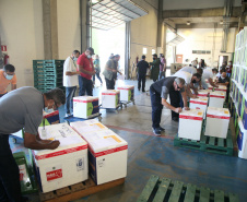 Com a chegada do quarto lote, Paraná começa a vacinar idosos. Foto: Ari Dias/AEN
