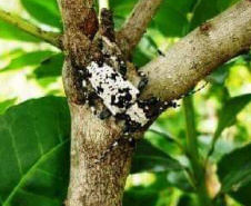 A Universidade Estadual do Oeste do Paraná (Unioeste), em parceria com o Instituto Nacional de Tecnología Agropecuária (Inta) da Argentina, desenvolve dois projetos de controle de pragas da erva-mate. A planta, utilizada na produção do chimarrão, é responsável por uma cadeia produtiva que movimenta R$ 1,2 bilhão de dólares ao ano.  -  Foto: Divulgação Unioeste