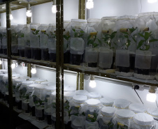 A Universidade Estadual do Oeste do Paraná (Unioeste), em parceria com o Instituto Nacional de Tecnología Agropecuária (Inta) da Argentina, desenvolve dois projetos de controle de pragas da erva-mate. A planta, utilizada na produção do chimarrão, é responsável por uma cadeia produtiva que movimenta R$ 1,2 bilhão de dólares ao ano.  -  Foto: Divulgação Unioeste