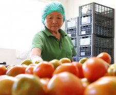 O Instituto de Tecnologia do Paraná já certificou cerca de 700 produtores paranaenses por meio do Paraná Mais Orgânico, desde 2009. O programa do Governo do Estado orienta agricultores familiares interessados em produzir alimentos orgânicos e certifica aqueles que já seguem as técnicas de manejo desta modalidade de produção. Foto: Tecpar