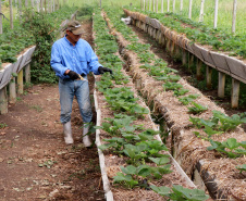 O Instituto de Tecnologia do Paraná já certificou cerca de 700 produtores paranaenses por meio do Paraná Mais Orgânico, desde 2009. O programa do Governo do Estado orienta agricultores familiares interessados em produzir alimentos orgânicos e certifica aqueles que já seguem as técnicas de manejo desta modalidade de produção. Foto: Tecpar