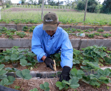 O Instituto de Tecnologia do Paraná já certificou cerca de 700 produtores paranaenses por meio do Paraná Mais Orgânico, desde 2009. O programa do Governo do Estado orienta agricultores familiares interessados em produzir alimentos orgânicos e certifica aqueles que já seguem as técnicas de manejo desta modalidade de produção. Foto: Tecpar