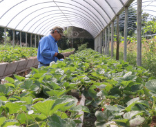 O Instituto de Tecnologia do Paraná já certificou cerca de 700 produtores paranaenses por meio do Paraná Mais Orgânico, desde 2009. O programa do Governo do Estado orienta agricultores familiares interessados em produzir alimentos orgânicos e certifica aqueles que já seguem as técnicas de manejo desta modalidade de produção. Foto: Tecpar