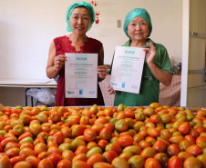 O Instituto de Tecnologia do Paraná já certificou cerca de 700 produtores paranaenses por meio do Paraná Mais Orgânico, desde 2009. O programa do Governo do Estado orienta agricultores familiares interessados em produzir alimentos orgânicos e certifica aqueles que já seguem as técnicas de manejo desta modalidade de produção. Foto: Tecpar