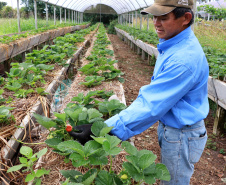 O Instituto de Tecnologia do Paraná já certificou cerca de 700 produtores paranaenses por meio do Paraná Mais Orgânico, desde 2009. O programa do Governo do Estado orienta agricultores familiares interessados em produzir alimentos orgânicos e certifica aqueles que já seguem as técnicas de manejo desta modalidade de produção. Foto: Tecpar