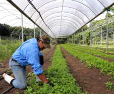 O Instituto de Tecnologia do Paraná já certificou cerca de 700 produtores paranaenses por meio do Paraná Mais Orgânico, desde 2009. O programa do Governo do Estado orienta agricultores familiares interessados em produzir alimentos orgânicos e certifica aqueles que já seguem as técnicas de manejo desta modalidade de produção. Foto: Tecpar