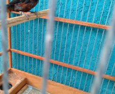 A criação amadora de aves passeriformes nativas, popularmente conhecidas como passarinhos, possui legislação própria para regulamentar todo o processo, desde a aquisição do animal até cuidados diários.  -  Foto: Fernanda Felisbino / Bióloga IAT