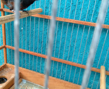 A criação amadora de aves passeriformes nativas, popularmente conhecidas como passarinhos, possui legislação própria para regulamentar todo o processo, desde a aquisição do animal até cuidados diários.  -  Foto: Fernanda Felisbino / Bióloga IAT