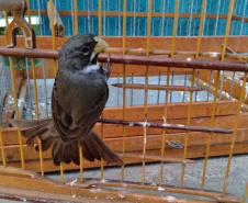 A criação amadora de aves passeriformes nativas, popularmente conhecidas como passarinhos, possui legislação própria para regulamentar todo o processo, desde a aquisição do animal até cuidados diários.  -  Foto: Fernanda Felisbino / Bióloga IAT