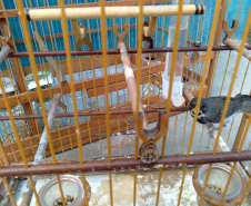 A criação amadora de aves passeriformes nativas, popularmente conhecidas como passarinhos, possui legislação própria para regulamentar todo o processo, desde a aquisição do animal até cuidados diários.  -  Foto: Fernanda Felisbino / Bióloga IAT