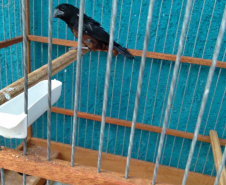 A criação amadora de aves passeriformes nativas, popularmente conhecidas como passarinhos, possui legislação própria para regulamentar todo o processo, desde a aquisição do animal até cuidados diários.  -  Foto: Fernanda Felisbino / Bióloga IAT