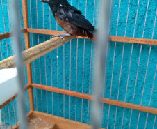 A criação amadora de aves passeriformes nativas, popularmente conhecidas como passarinhos, possui legislação própria para regulamentar todo o processo, desde a aquisição do animal até cuidados diários.  -  Foto: Fernanda Felisbino / Bióloga IAT