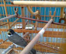 A criação amadora de aves passeriformes nativas, popularmente conhecidas como passarinhos, possui legislação própria para regulamentar todo o processo, desde a aquisição do animal até cuidados diários.  -  Foto: Fernanda Felisbino / Bióloga IAT