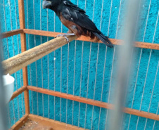 A criação amadora de aves passeriformes nativas, popularmente conhecidas como passarinhos, possui legislação própria para regulamentar todo o processo, desde a aquisição do animal até cuidados diários.  -  Foto: Fernanda Felisbino / Bióloga IAT