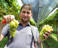 Produtor de uvas Renato Sandi. Bituruna - 02-2021