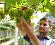 Produtor de uvas Renato Sandi. Bituruna - 02-2021