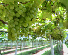 Produtor de uvas Renato Sandi. Bituruna - 02-2021