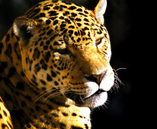 O aparecimento de animais mortos em áreas rurais pode gerar medo na população e rumores sobre a presença de onça. Porém, a maioria dos casos de morte dos rebanhos é decorrente de desnutrição, doenças e causas naturais. - Foto: Denis Ferreira Netto/SEDEST/IAT