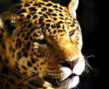 O aparecimento de animais mortos em áreas rurais pode gerar medo na população e rumores sobre a presença de onça. Porém, a maioria dos casos de morte dos rebanhos é decorrente de desnutrição, doenças e causas naturais. - Foto: Denis Ferreira Netto/SEDEST/IAT