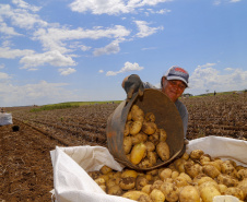 02/03 - produção e processo da batata.Foto: Gilson Abreu/AEN