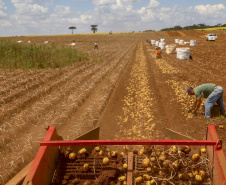 02/03 - produção e processo da batata.Foto: Gilson Abreu/AEN