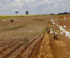 02/03 - produção e processo da batata.Foto: Gilson Abreu/AEN