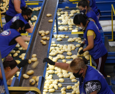 02/03 - produção e processo da batata.Foto: Gilson Abreu/AEN