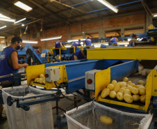 02/03 - produção e processo da batata.Foto: Gilson Abreu/AEN