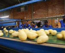 02/03 - produção e processo da batata.Foto: Gilson Abreu/AEN