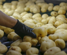 02/03 - produção e processo da batata.Foto: Gilson Abreu/AEN