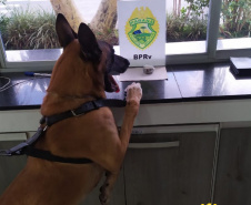 Os cães da Polícia Militar têm sido importantes aliados no processo de apreensão de drogas. Durante a Operação Verão Consciente, os cães Hórus e Argos foram destaque no auxílio aos policiais na apreensão de entorpecentes. - Foto: Divulgação PMPR