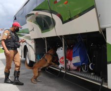 Os cães da Polícia Militar têm sido importantes aliados no processo de apreensão de drogas. Durante a Operação Verão Consciente, os cães Hórus e Argos foram destaque no auxílio aos policiais na apreensão de entorpecentes. - Foto: Divulgação PMPR