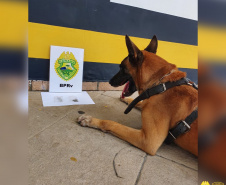 Os cães da Polícia Militar têm sido importantes aliados no processo de apreensão de drogas. Durante a Operação Verão Consciente, os cães Hórus e Argos foram destaque no auxílio aos policiais na apreensão de entorpecentes. - Foto: Divulgação PMPR