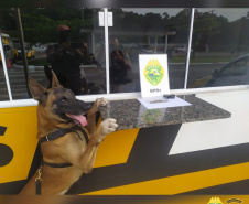Os cães da Polícia Militar têm sido importantes aliados no processo de apreensão de drogas. Durante a Operação Verão Consciente, os cães Hórus e Argos foram destaque no auxílio aos policiais na apreensão de entorpecentes. - Foto: Divulgação PMPR
