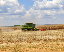 O setor agropecuário foi um dos únicos com crescimento no ano passado, com previsão de que continue em alta em 2021. No entanto, as condições climáticas podem reduzir a produção, sobretudo de milho, colocando em risco o abastecimento desse cereal e a cadeia produtiva que dele depende. Foto: Gilson Abreu/AEN