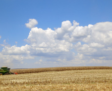 O setor agropecuário foi um dos únicos com crescimento no ano passado, com previsão de que continue em alta em 2021. No entanto, as condições climáticas podem reduzir a produção, sobretudo de milho, colocando em risco o abastecimento desse cereal e a cadeia produtiva que dele depende. Foto: Gilson Abreu/AEN