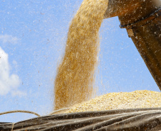 O setor agropecuário foi um dos únicos com crescimento no ano passado, com previsão de que continue em alta em 2021. No entanto, as condições climáticas podem reduzir a produção, sobretudo de milho, colocando em risco o abastecimento desse cereal e a cadeia produtiva que dele depende. Foto: Gilson Abreu/AEN