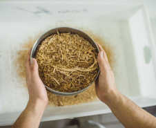 Pesquisadores da Universidade Tecnológica Federal do Paraná desenvolveram um material produzido a partir do crescimento de fungos em resíduos da agroindústria que pode substituir plásticos, poliestireno expandido e outros materiais danosos ao meio ambiente utilizados na indústria de embalagens e na construção civil. Foto: Fundação Araucária
