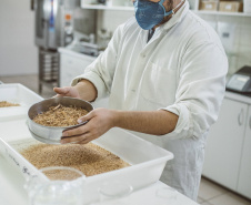 Pesquisadores da Universidade Tecnológica Federal do Paraná desenvolveram um material produzido a partir do crescimento de fungos em resíduos da agroindústria que pode substituir plásticos, poliestireno expandido e outros materiais danosos ao meio ambiente utilizados na indústria de embalagens e na construção civil. Foto: Fundação Araucária