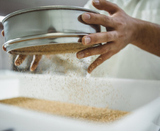 Pesquisadores da Universidade Tecnológica Federal do Paraná desenvolveram um material produzido a partir do crescimento de fungos em resíduos da agroindústria que pode substituir plásticos, poliestireno expandido e outros materiais danosos ao meio ambiente utilizados na indústria de embalagens e na construção civil. Foto: Fundação Araucária