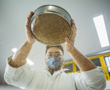 Pesquisadores da Universidade Tecnológica Federal do Paraná desenvolveram um material produzido a partir do crescimento de fungos em resíduos da agroindústria que pode substituir plásticos, poliestireno expandido e outros materiais danosos ao meio ambiente utilizados na indústria de embalagens e na construção civil. Foto: Fundação Araucária