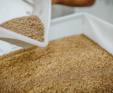 Pesquisadores da Universidade Tecnológica Federal do Paraná desenvolveram um material produzido a partir do crescimento de fungos em resíduos da agroindústria que pode substituir plásticos, poliestireno expandido e outros materiais danosos ao meio ambiente utilizados na indústria de embalagens e na construção civil. Foto: Fundação Araucária