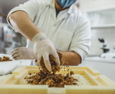 Pesquisadores da Universidade Tecnológica Federal do Paraná desenvolveram um material produzido a partir do crescimento de fungos em resíduos da agroindústria que pode substituir plásticos, poliestireno expandido e outros materiais danosos ao meio ambiente utilizados na indústria de embalagens e na construção civil. Foto: Fundação Araucária