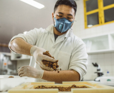 Pesquisadores da Universidade Tecnológica Federal do Paraná desenvolveram um material produzido a partir do crescimento de fungos em resíduos da agroindústria que pode substituir plásticos, poliestireno expandido e outros materiais danosos ao meio ambiente utilizados na indústria de embalagens e na construção civil. Foto: Fundação Araucária