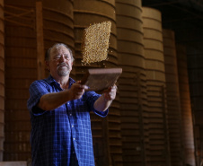 Principal produto do agro paranaense e brasileiro, o cultivo da soja ocupa mais de um quarto de todo o território do Estado e está espalhado por todas as regiões. Na foto, o agricultor Valdomiro Rebellato é um dos paranaenses que apostam no cultivo da oleaginosa desde os anos 1970.   -  Foto: Gilson Abreu/AEN